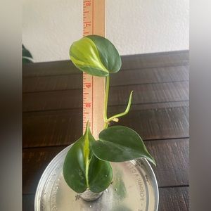 Philodendron Brasil